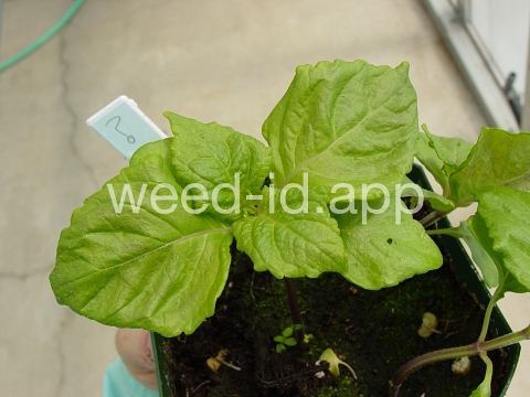 mint, perilla